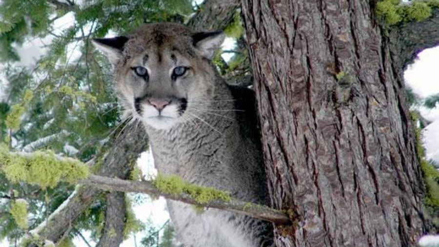 View original image source.