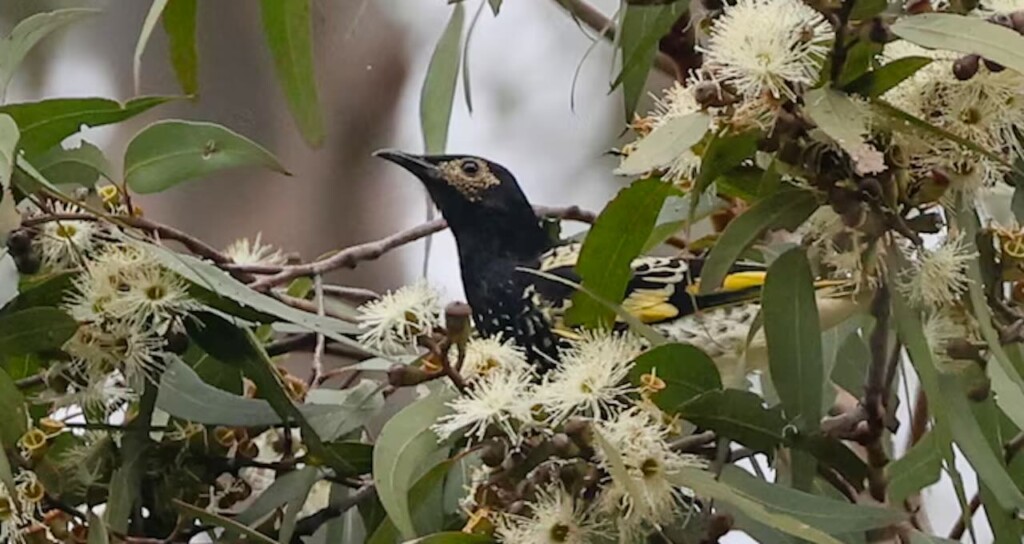 View original image source.