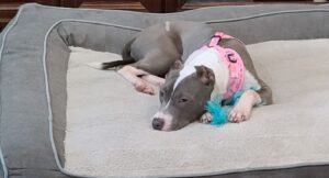 View original image source.