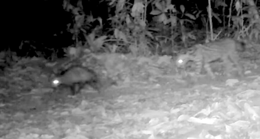 View original image source.