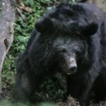 View original image source.