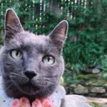 View original image source.