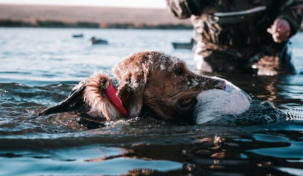 View original image source.