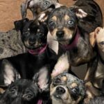 View original image source.