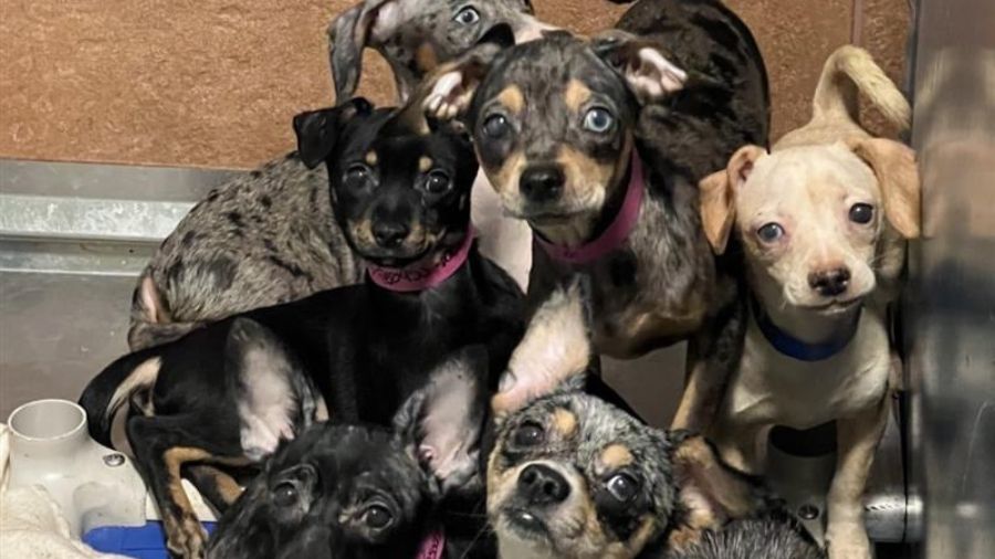 View original image source.