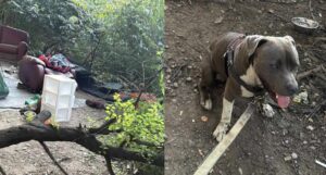 View original image source.