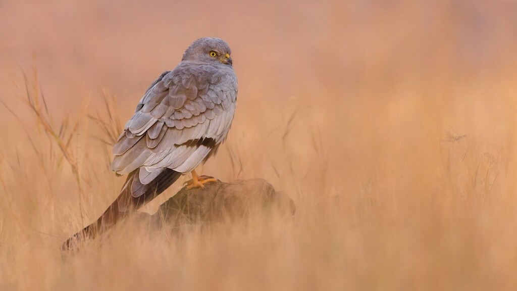 View original image source.