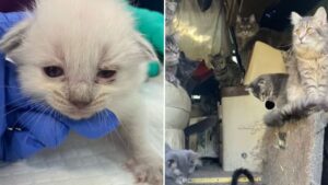 View original image source.