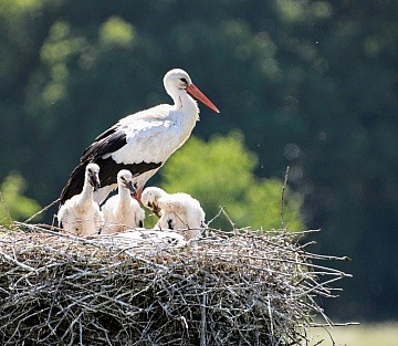 View original image source.