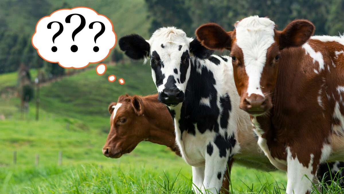 View original image source.